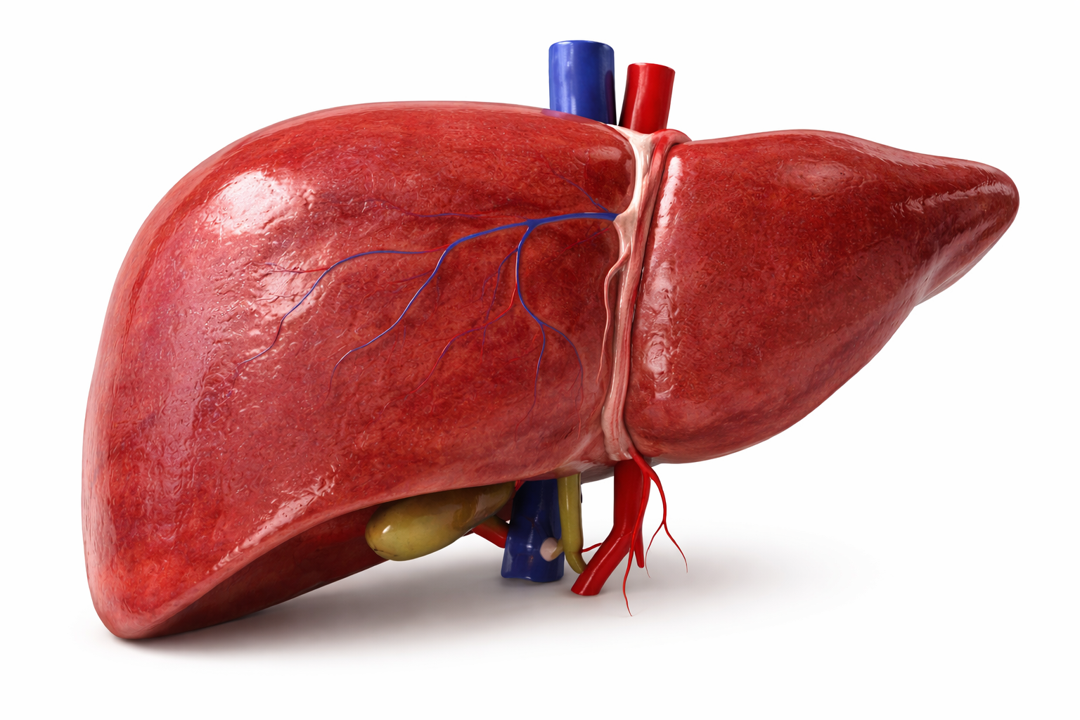 real human liver